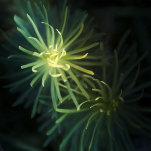 Euphorbia - Anne Bender