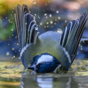 Eisvogel_NLI7275-Verbessert-RR